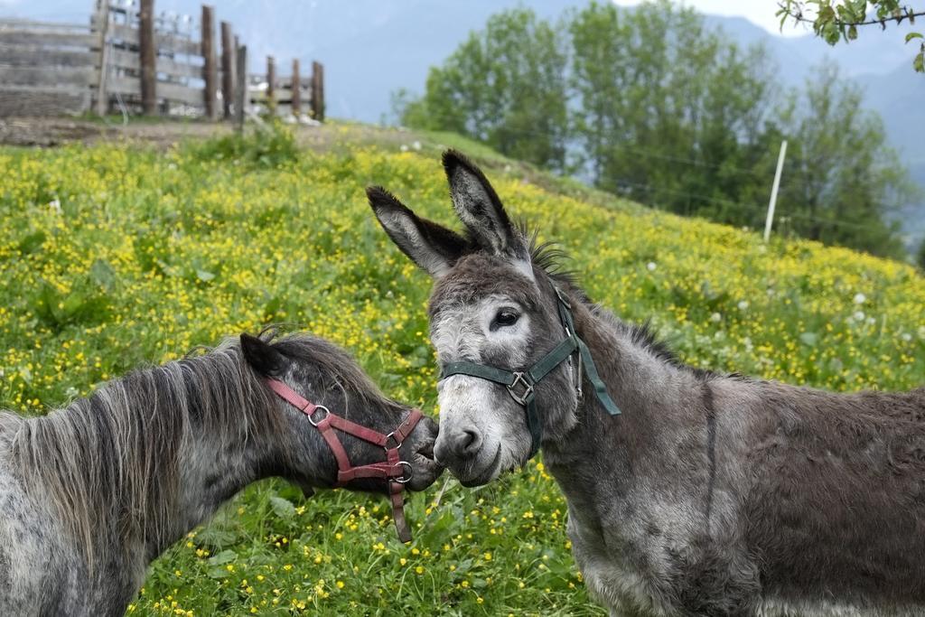 Christernhof Villa Maria Alm am Steinernen Meer Dış mekan fotoğraf