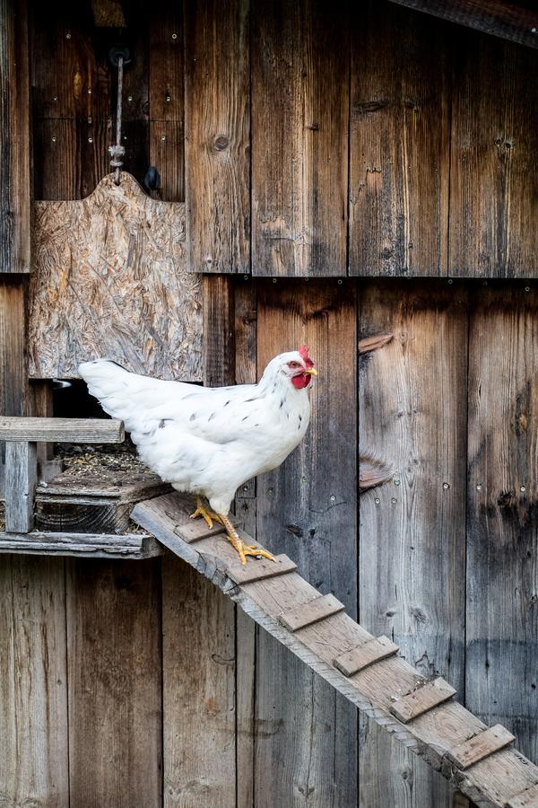 Christernhof Villa Maria Alm am Steinernen Meer Dış mekan fotoğraf